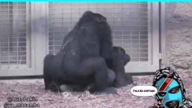 gorilla hits are very powerful
