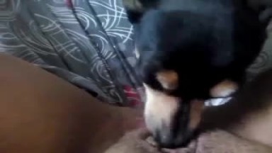 Woman buys dog who has been doing her licking for her